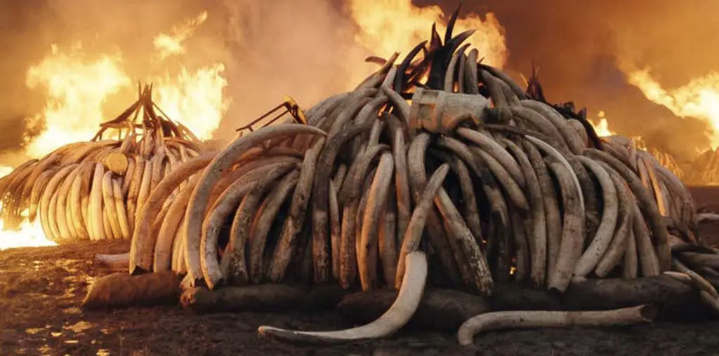 Anthropocene: Ivory Burn image