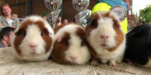 Guinea Pig Diaries Image