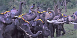 The Elephant Whisperers Image