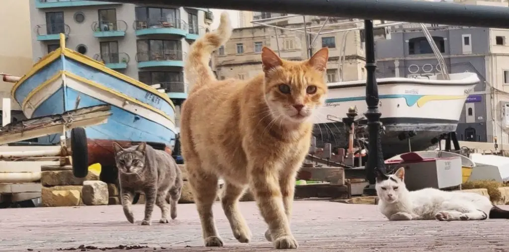 Cats of Malta image