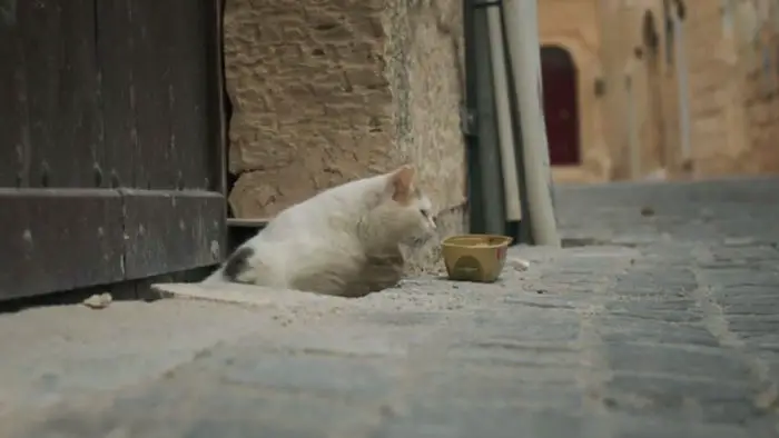 Cats of Malta Film