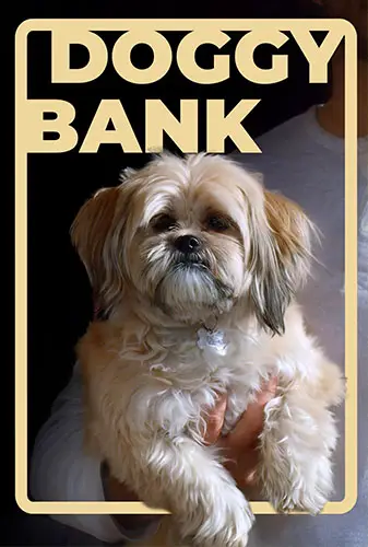 Doggy Bank Image