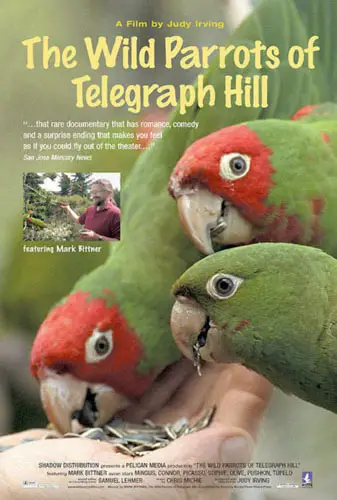 The Wild Parrots of Telegraph Hill Image