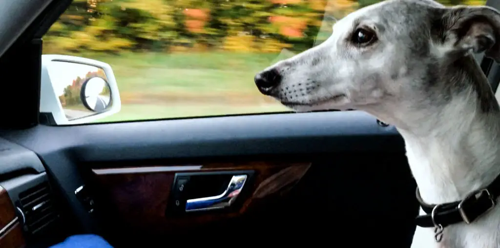 Abby’s List: A Dogumentary image