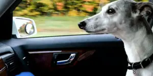 Abby’s List: A Dogumentary Image