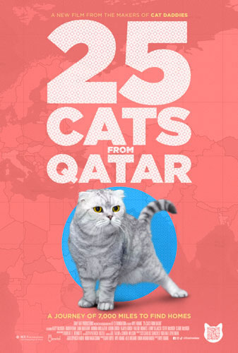 25 Cats from Qatar Image