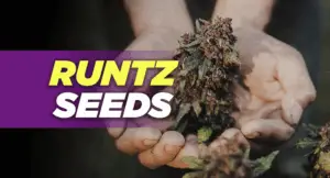 Runtz Seeds 2025: Genetics, Growing Tips & Effects of This Sweet Powerhouse Strain Image