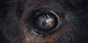 Animale Image