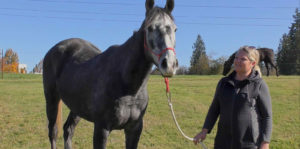 Throw Away Horses Image