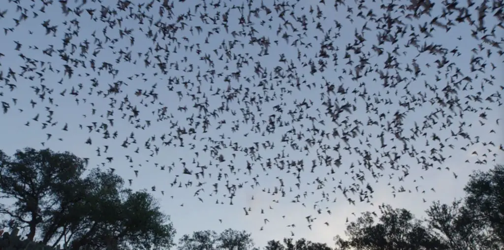 The Invisible Mammal image