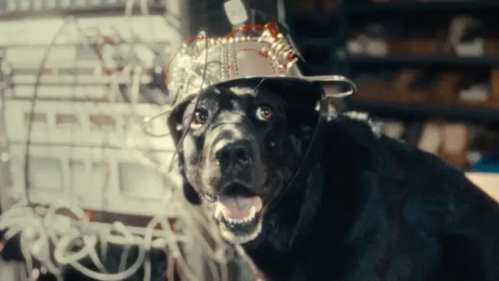 Stelvio the seeing-eye dog wears a wired “brain scan” device in The Seeing Eye Dog Who Saw Too Much. 